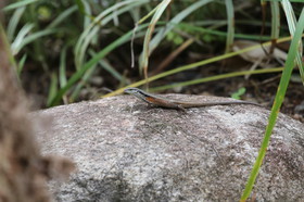 L'Australie à Cow Bay et Cape Tribulation en 2017