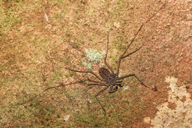 Quatre jours de terrain à Punta Gorda