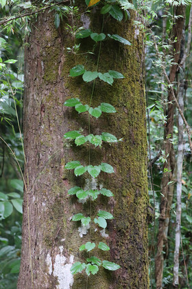 Parque Natural Metropolitano