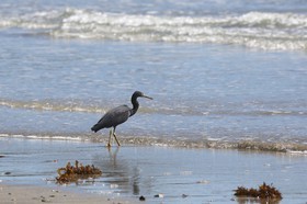 Oiseaux à Cape Tribulation