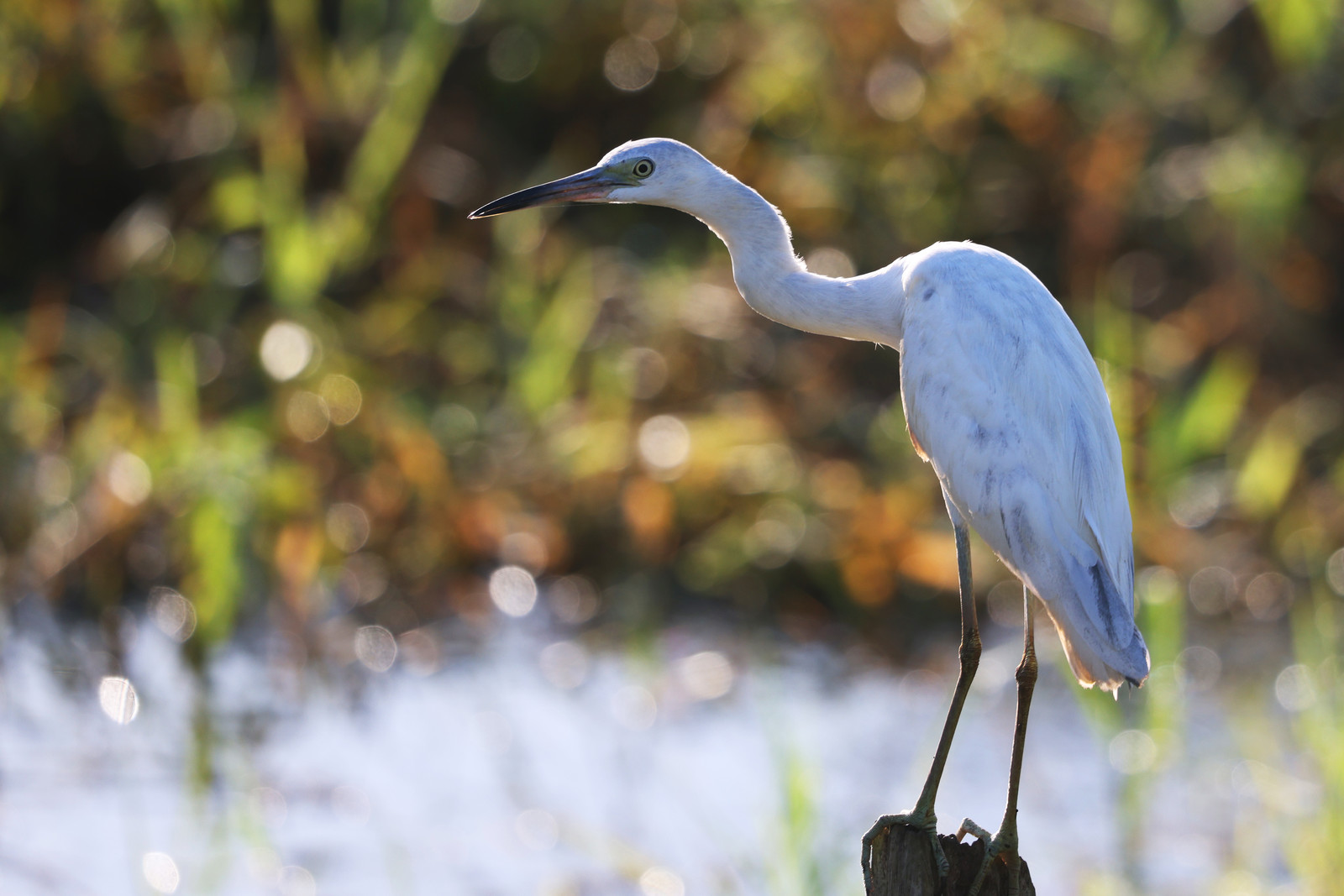 Aigrette-neigeuse_2.jpg