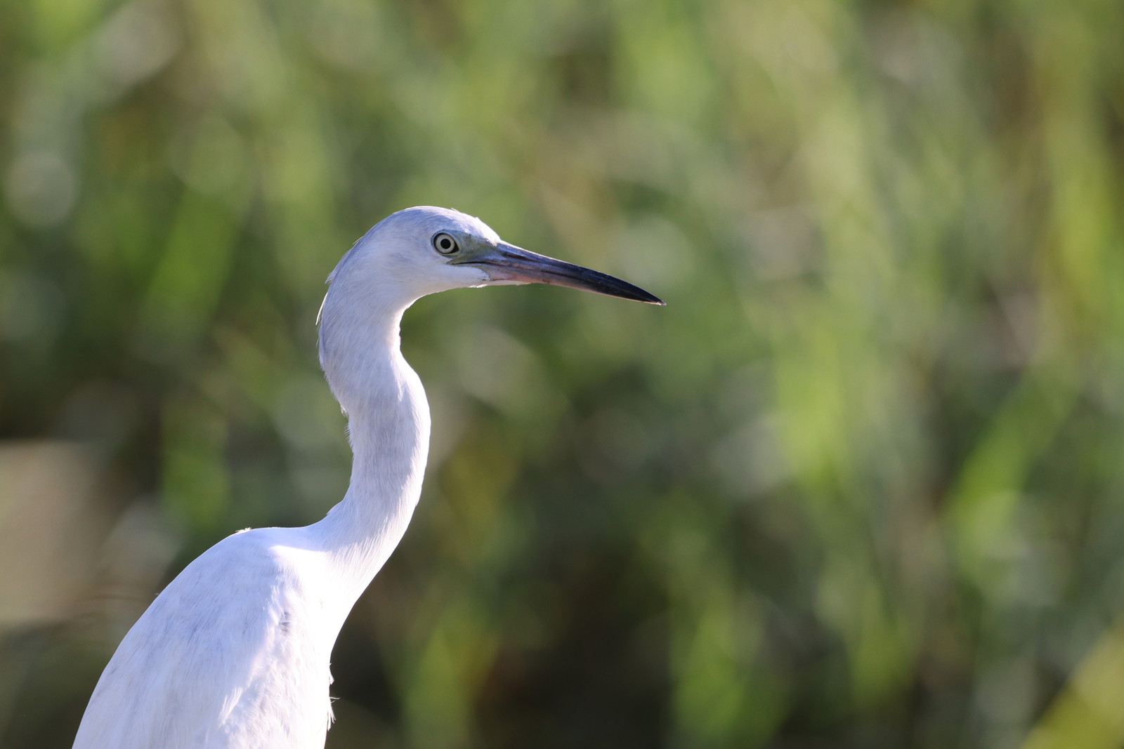 Aigrette-neigeuse_1.jpg