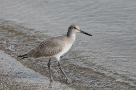 Hopkins, Octobre-Novembre 2021