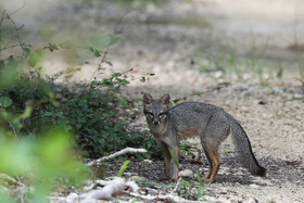 Deuxième séjour à Sarteneja, Bélize, Novembre - Décembre 2021