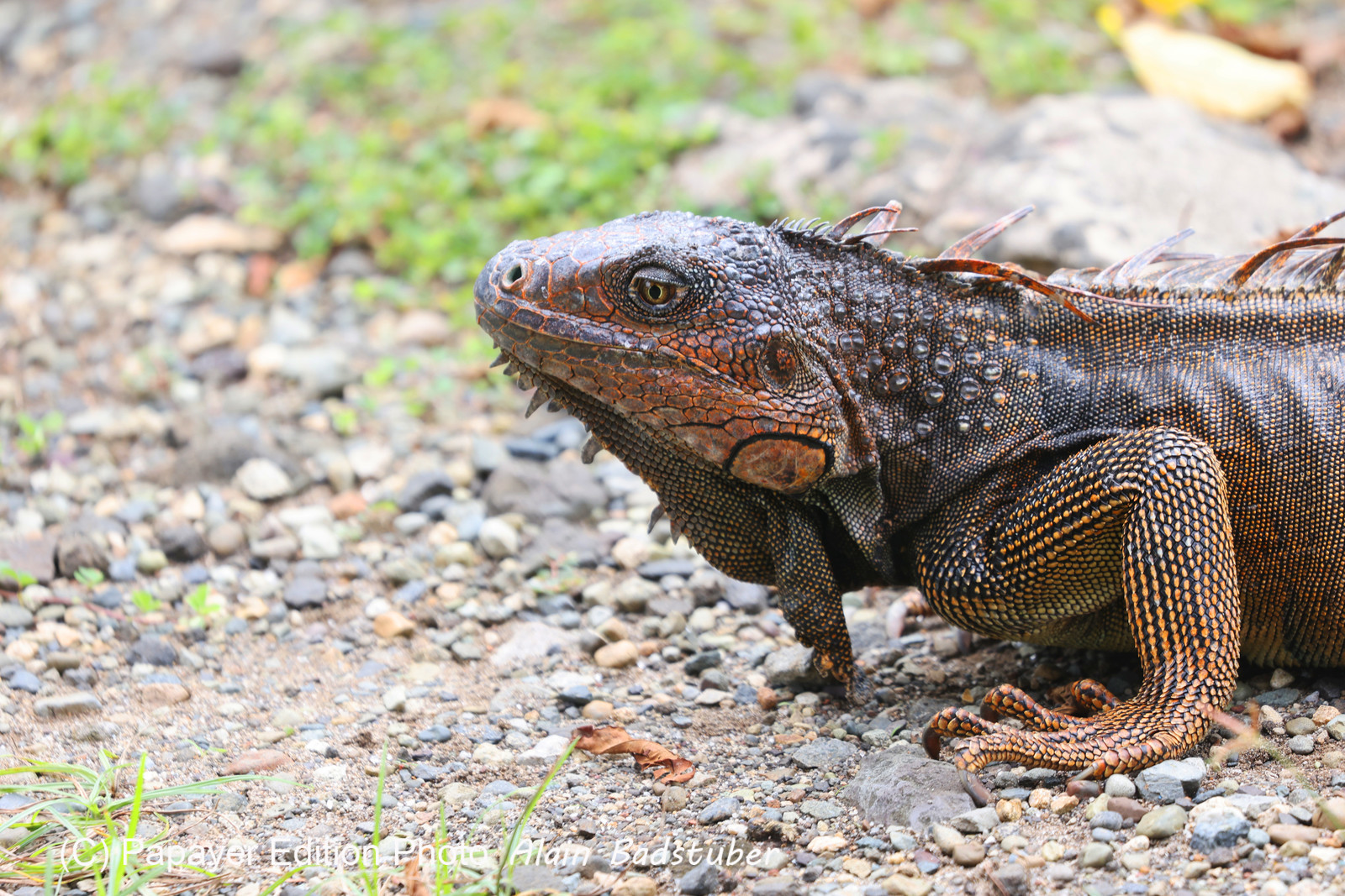 Punta Culebra Nature Center