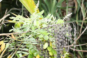 L'Australie à Cow Bay et Cape Tribulation en 2017