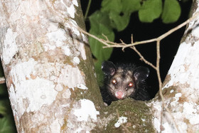 Quatre jours de terrain à Punta Gorda