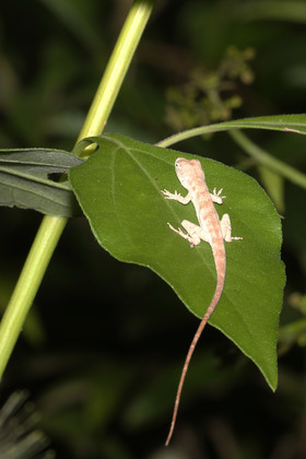 Deuxième séjour à Sarteneja, Bélize, Novembre - Décembre 2021