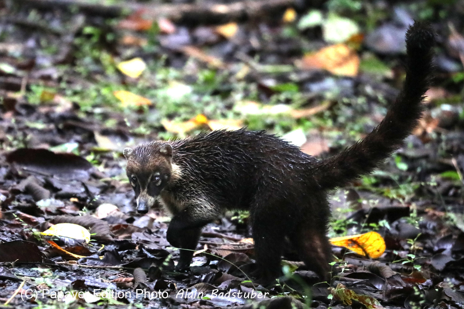 Parque Natural Metropolitano
