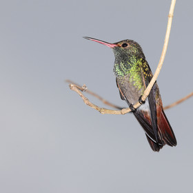 Premier séjour à Crooked Tree , au Bélize en octobre 2021