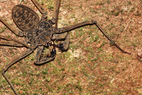 Quatre jours de terrain à Punta Gorda