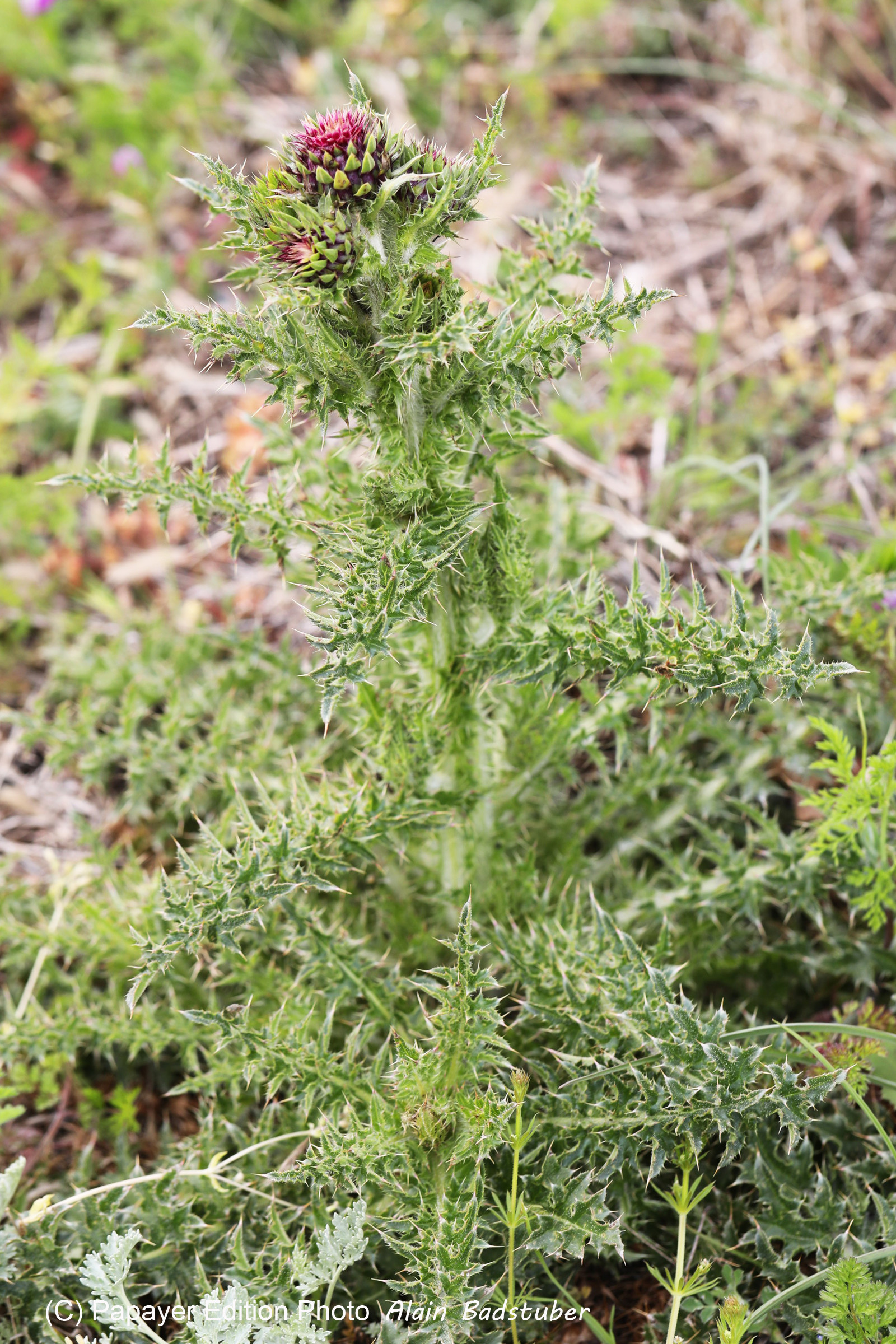 Chardon pas encore déterminé...