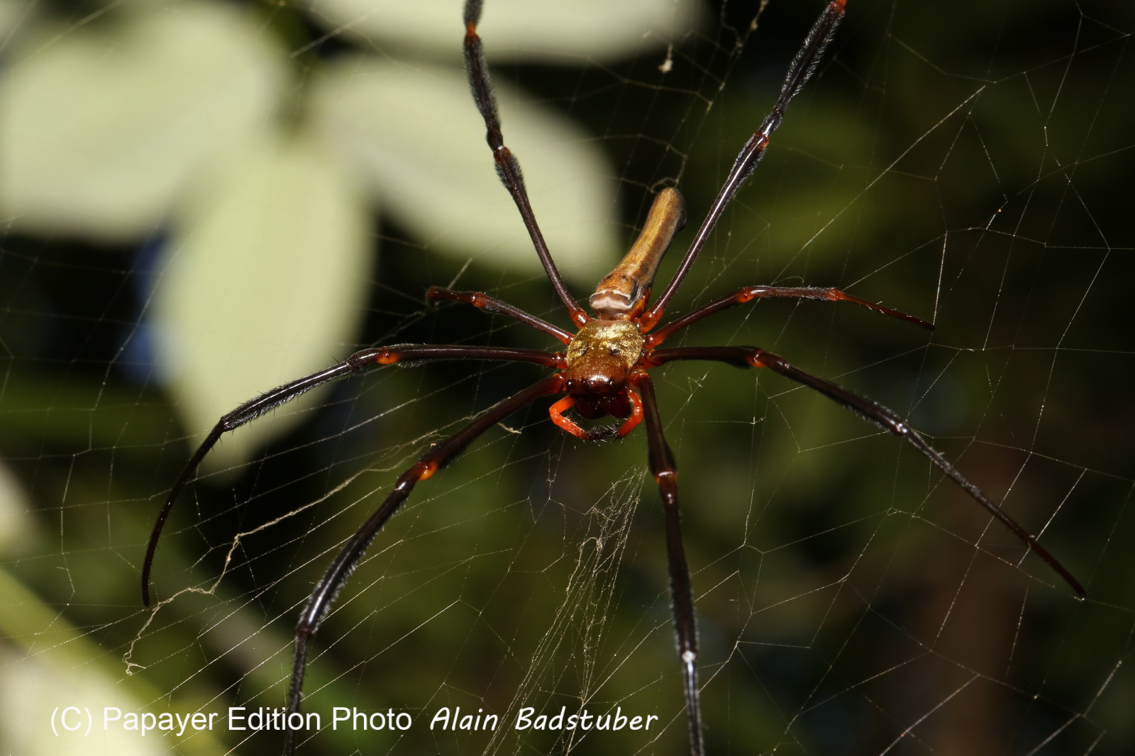 L'Australie à Cow Bay et Cape Tribulation en 2017