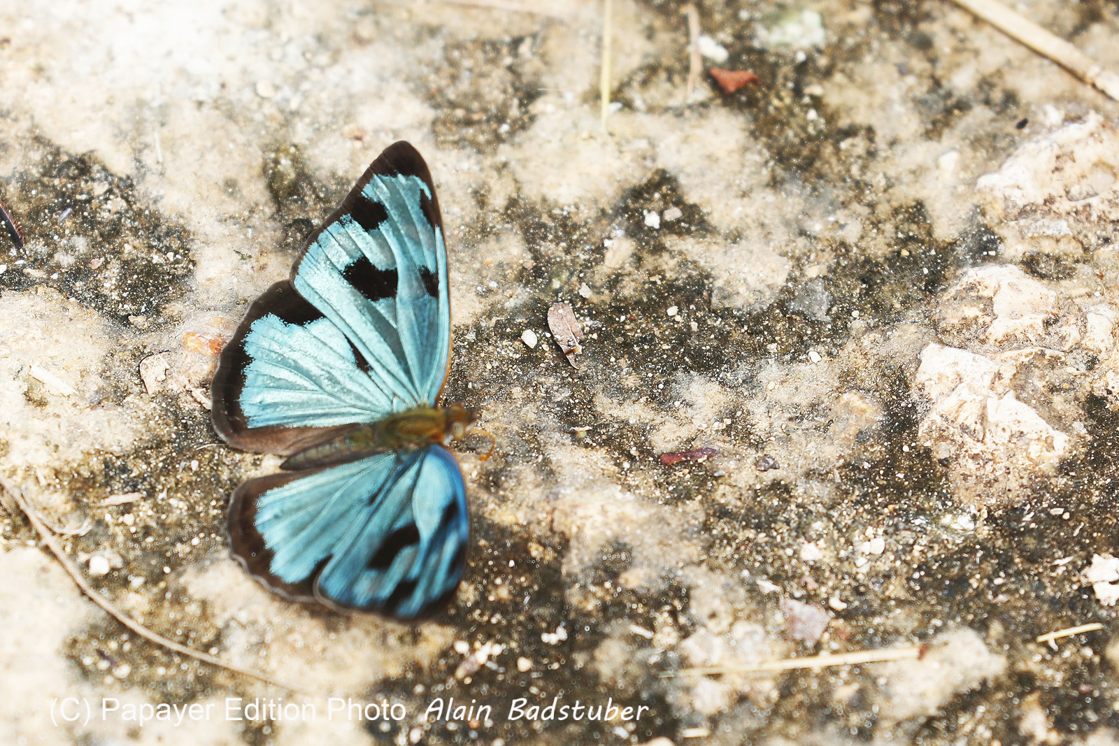 Deuxième séjour à Sarteneja, Bélize, Novembre - Décembre 2021