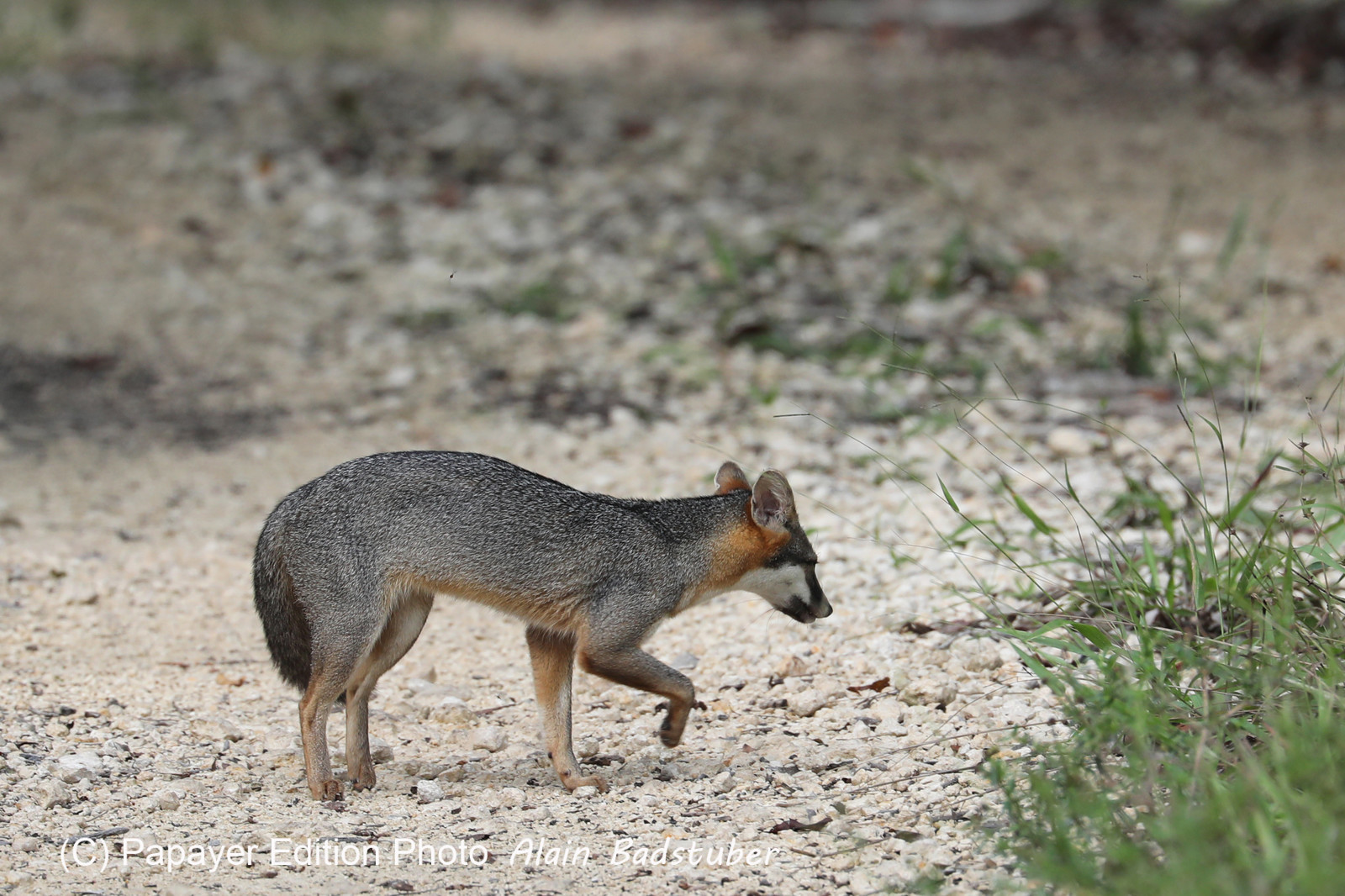 Deuxième séjour à Sarteneja, Bélize, Novembre - Décembre 2021
