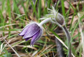 Pulsatille des montagnes (Pulsatilla montana)