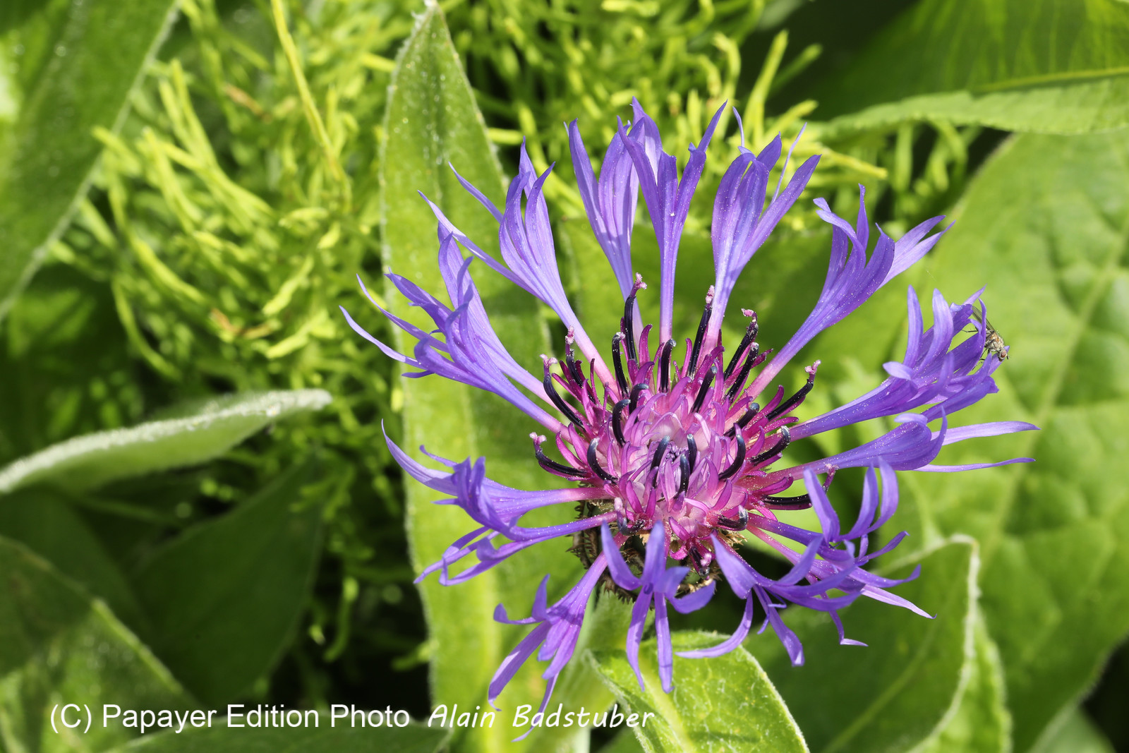 Encore une journée non favorable à la pratique de WingFoil