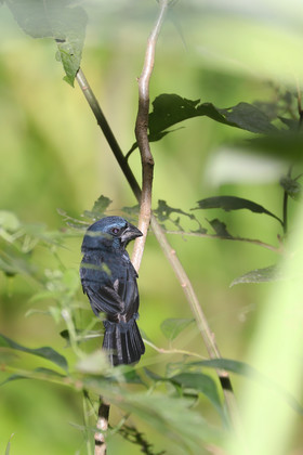 Quatre jours de terrain à Punta Gorda