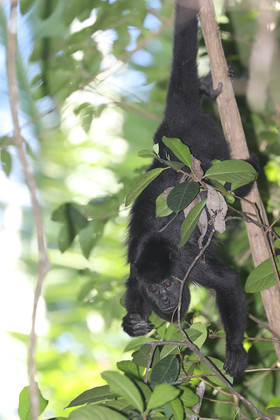 Singes hurleurs à Punta Gorda, Bélize