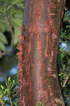 Quatre jours de terrain à Punta Gorda