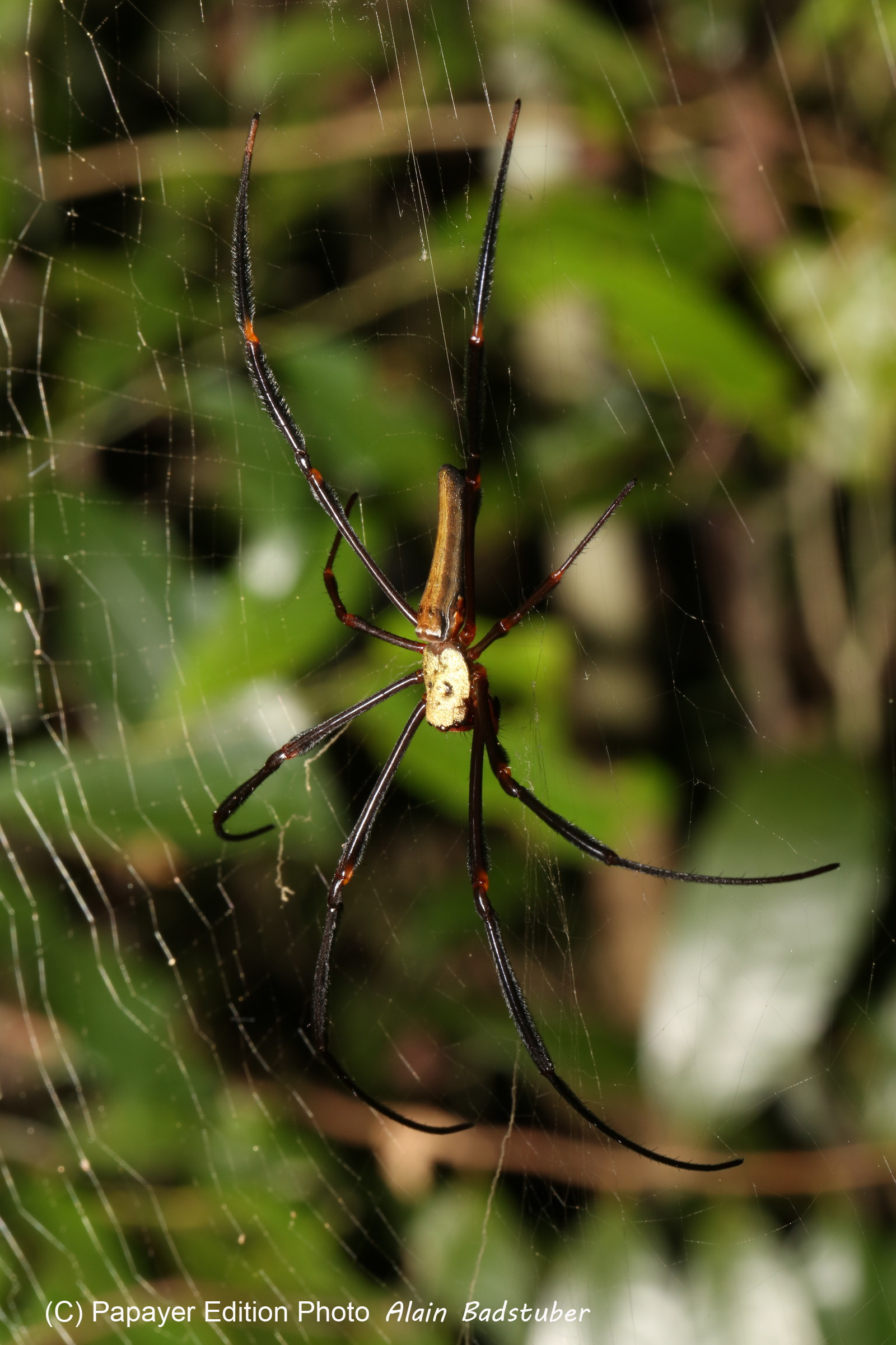 L'Australie à Cow Bay et Cape Tribulation en 2017