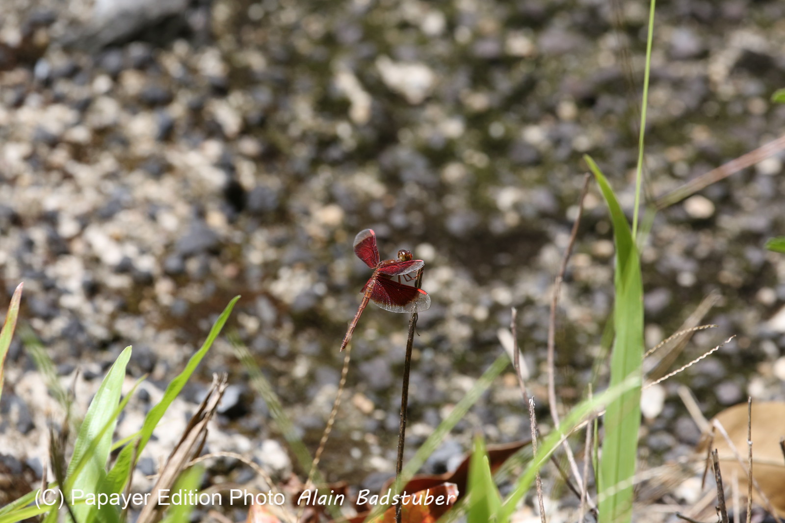 L'Australie à Cow Bay et Cape Tribulation en 2017