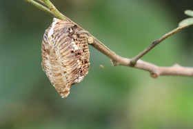 Deuxième séjour à Sarteneja, Bélize, Novembre - Décembre 2021
