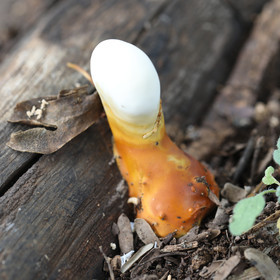 Végétaux et Champignons