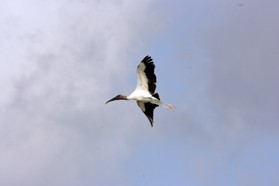 Images_Belize_2011_104