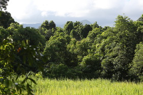 L'Australie à Cow Bay et Cape Tribulation en 2017
