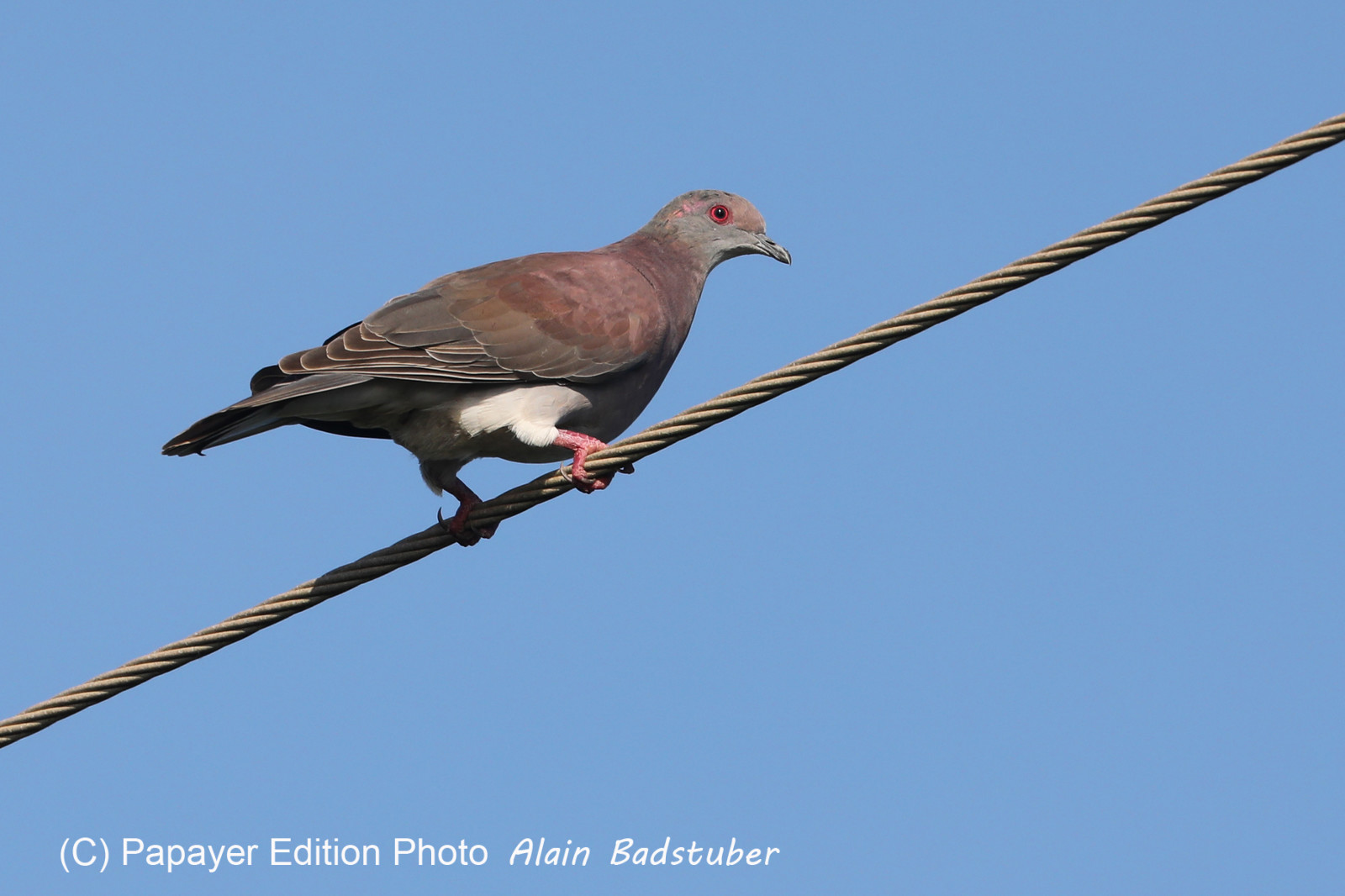 Hopkins, Octobre-Novembre 2021