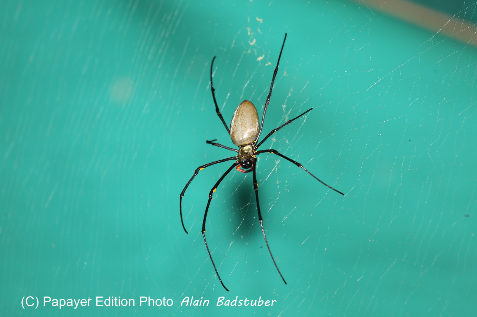 L'Australie à Cow Bay et Cape Tribulation en 2017