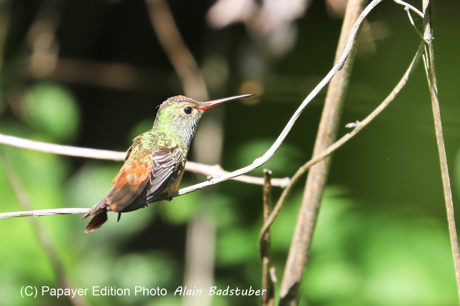 Deuxième séjour à Sarteneja, Bélize, Novembre - Décembre 2021