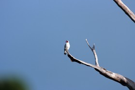 Images_Belize_2011_340