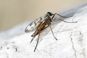 Encore une journée non favorable à la pratique de WingFoil