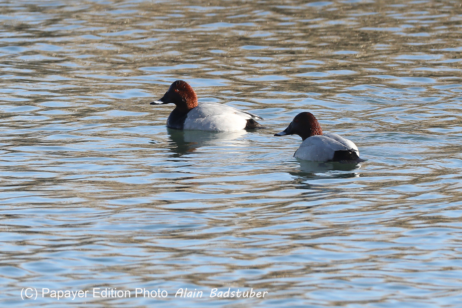 Faune et Flore de Suisse, 2022, Vaumarcus, Fuligules milouins mâles