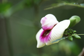 Deuxième séjour à Sarteneja, Bélize, Novembre - Décembre 2021