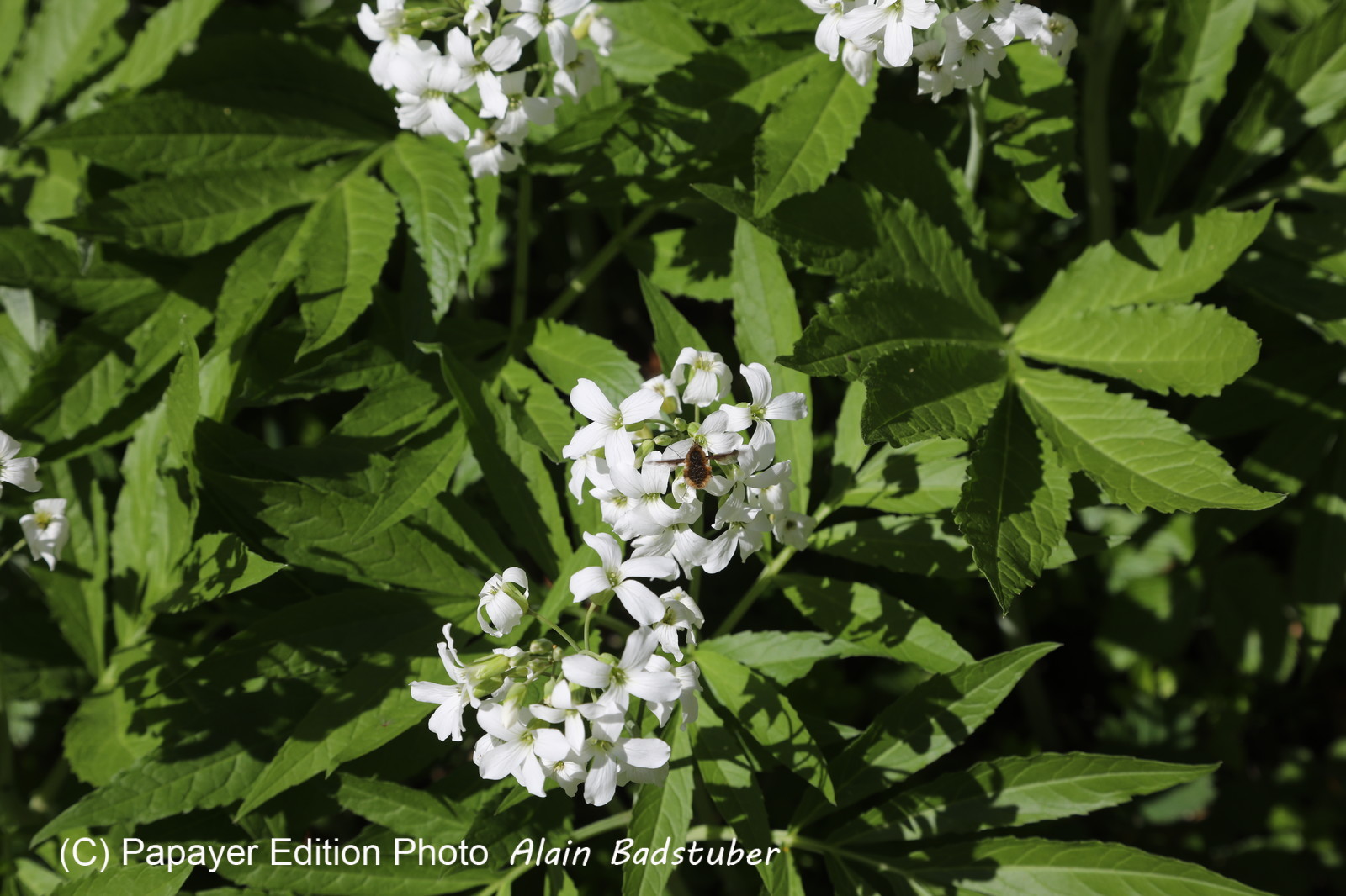 Ma balade du premier mai 2019