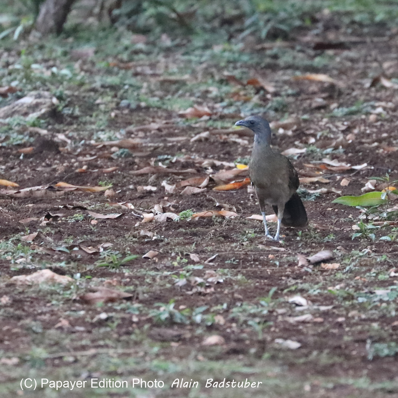 Deuxième séjour à Sarteneja, Bélize, Novembre - Décembre 2021