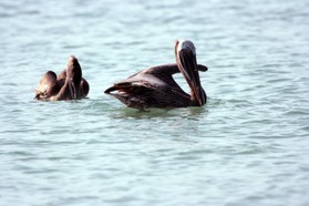 Images_Belize_2011_441