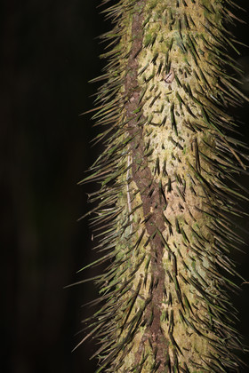 Quatre jours de terrain à Punta Gorda