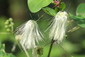 Végétaux et Champignons