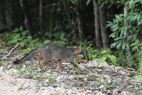 Deuxième séjour à Sarteneja, Bélize, Novembre - Décembre 2021