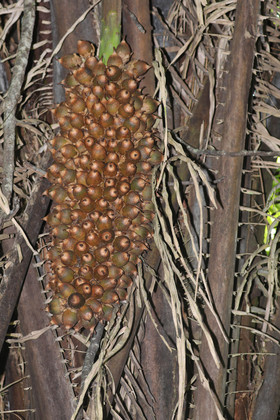 Quatre jours de terrain à Punta Gorda