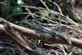 Images_Belize_2011_397