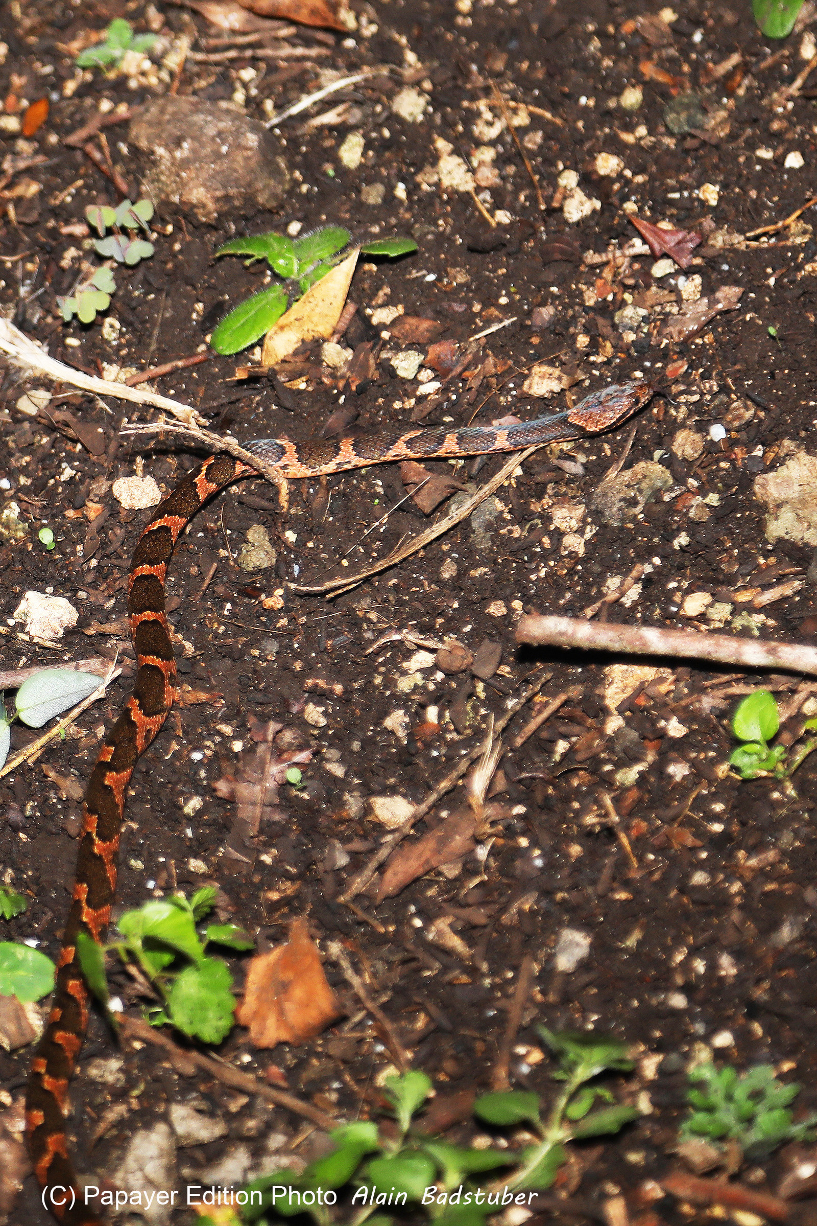 Serpents du Belize, Cat eyed snake, Leptodeira frenata