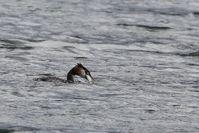 Faune et Flore de Suisse, 2022, Vaumarcus, Repas d'un Grèbe huppé