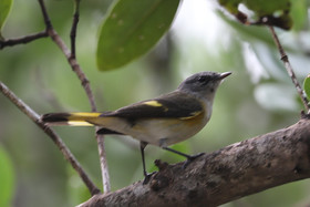 Deuxième séjour à Sarteneja, Bélize, Novembre - Décembre 2021