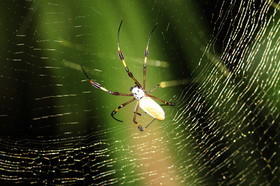 Hickatee Cottages, 4 jours de photo
