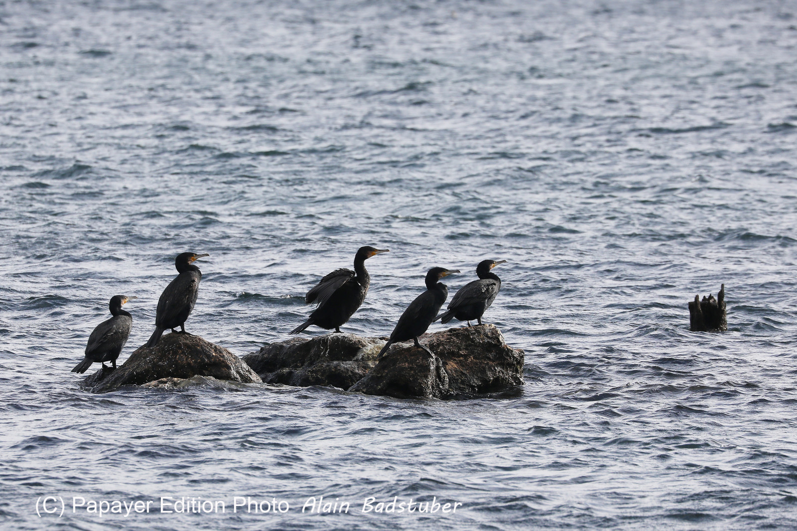Faune et Flore de Suisse, 2022, Vaumarcus, Groupe de Grands Cormoran au repos